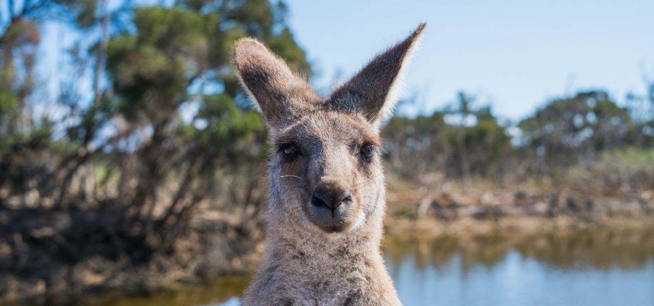 Shallow Focus Photo Of Kangaroo