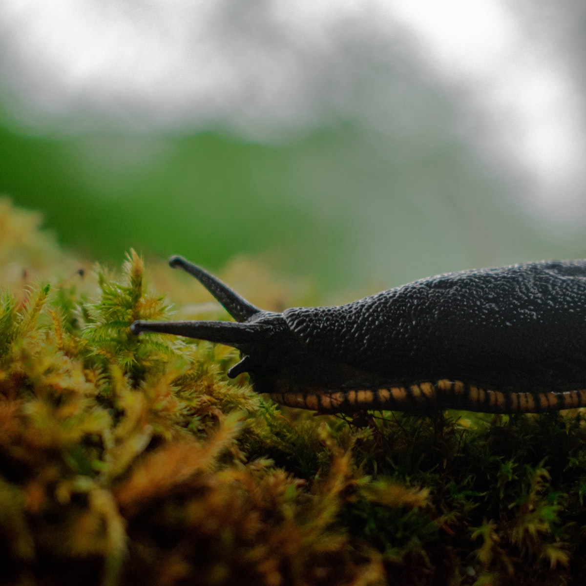 Black Snail on Green Grass
