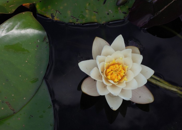 white lotus flower on body of water