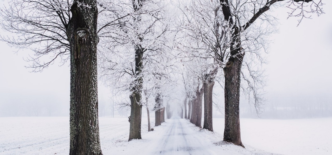 Snowy Pathway Surrounded by Bare Tree