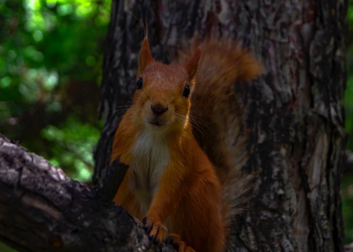 red squirrel on tree branch during daytime
