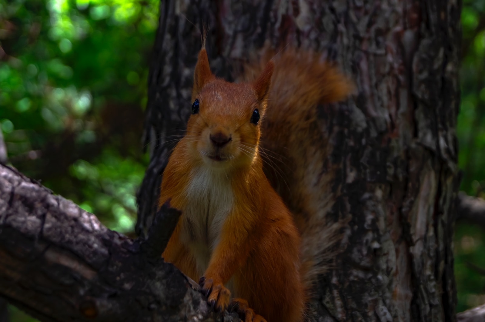 red squirrel on tree branch during daytime
