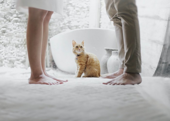 orange tabby cat sitting between standing man and woman inside room